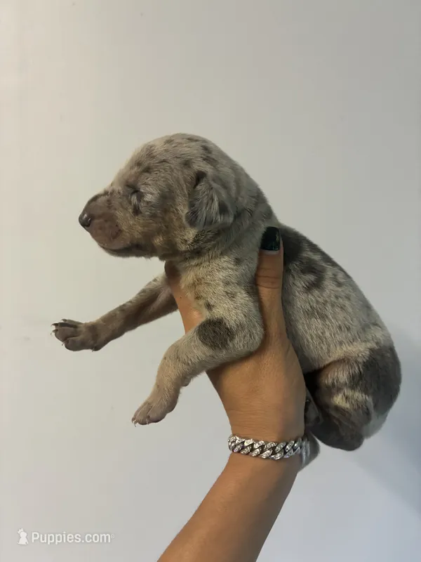 Doberman Blue – Doberman Pinscher puppy for sale in Hollywood, FL