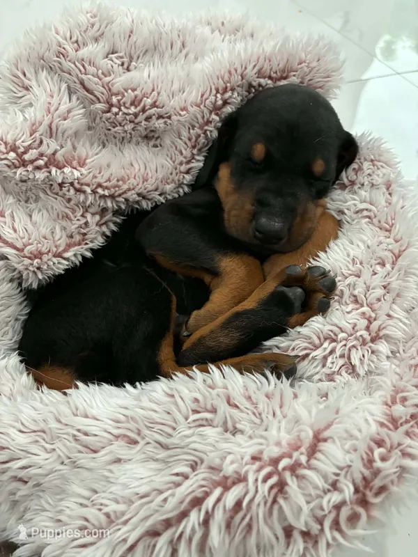Doberman 1 Blk Tan – Doberman Pinscher puppy for sale in Hollywood, FL