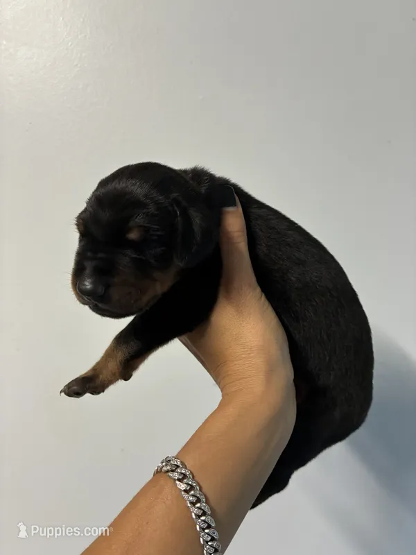 Doberman 1 Blk Tan – Doberman Pinscher puppy for sale in Hollywood, FL