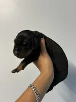 Doberman 1 Blk Tan, a male Doberman Pinscher for sale in Hollywood, FL – 1 of 6