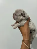 ISABELLA FLUFFY MERLE, a female French Bulldog for sale in Hollywood, FL – 2 of 2