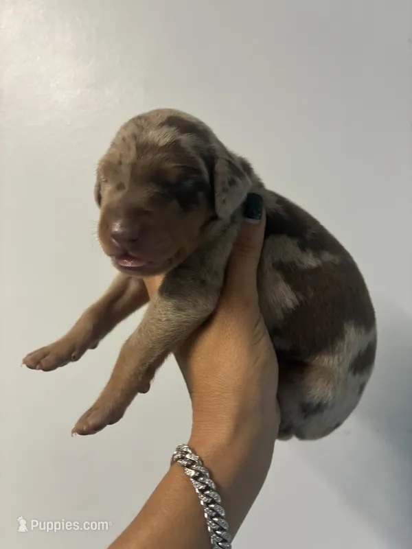 Doberman 5g – Doberman Pinscher puppy for sale in Hollywood, FL
