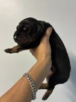 Doberman 1 Blk Tan, a male Doberman Pinscher for sale in Hollywood, FL – 4 of 6