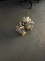Pomeranian , a female Pomeranian for sale in Hollywood, FL – 3 of 3