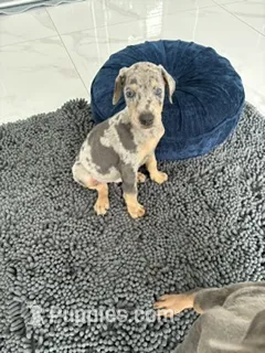 BLUE TAN – Doberman Pinscher puppy for sale in Hollywood, FL