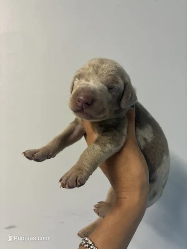 Doberman Isabella – Doberman Pinscher puppy for sale in Hollywood, FL