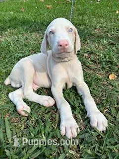 Puppy 1 whiteboy – Doberman Pinscher puppy for sale in Hollywood, FL