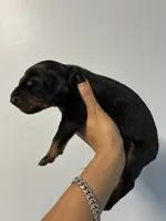 Doberman 1 Blk Tan, a male Doberman Pinscher for sale in Hollywood, FL – 2 of 6