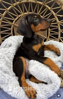 blk tan – Doberman Pinscher puppy for sale in Hollywood, FL