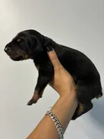 Doberman 1 Blk Tan, a male Doberman Pinscher for sale in Hollywood, FL – 3 of 6