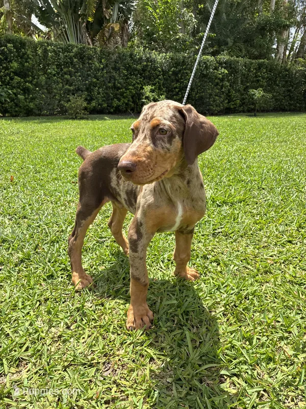 Puppy 1 Merle boy  – Doberman Pinscher puppy for sale in Hollywood, FL