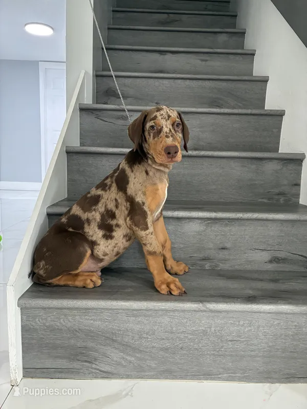 Puppy 1 Merle boy  – Doberman Pinscher puppy for sale in Hollywood, FL