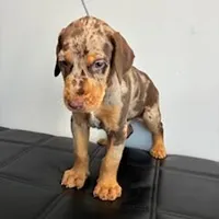 Puppy 1 Merle boy , a male Doberman Pinscher for sale in Hollywood, FL – Photo 2 of 2