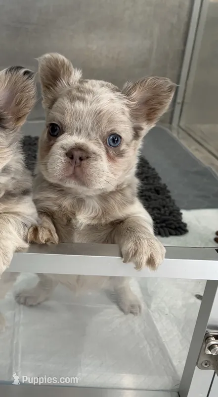ISABELLA FLUFFY MERLE – French Bulldog puppy for sale in Hollywood, FL