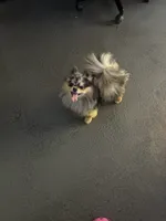 Pomeranian , a female Pomeranian for sale in Hollywood, FL – 2 of 3