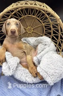 Doberman Isabella – Doberman Pinscher puppy for sale in Hollywood, FL