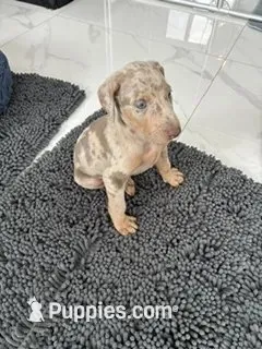 Doberman Isabella – Doberman Pinscher puppy for sale in Hollywood, FL