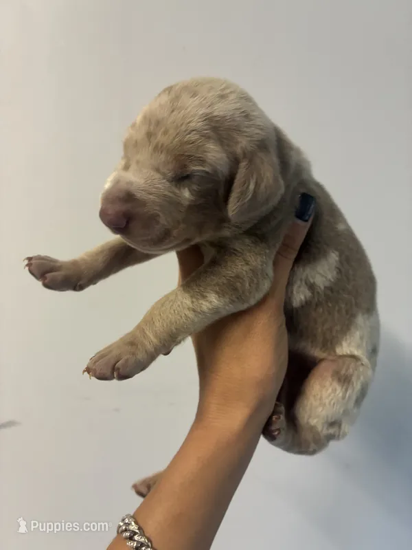 Doberman Isabella – Doberman Pinscher puppy for sale in Hollywood, FL