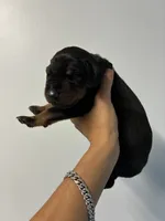 Doberman 1 Blk Tan, a male Doberman Pinscher for sale in Hollywood, FL – 6 of 6