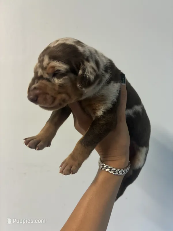 Doberman Bolt – Doberman Pinscher puppy for sale in Hollywood, FL