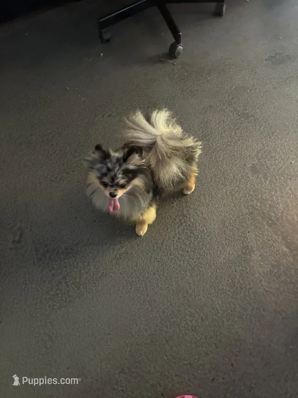 Pomeranian  – Pomeranian puppy for sale in Hollywood, FL