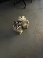 Pomeranian , a female Pomeranian for sale in Hollywood, FL – 1 of 3