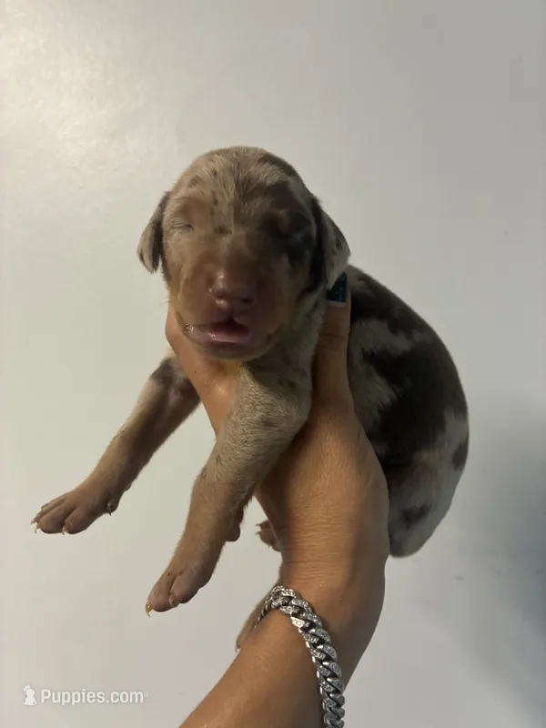 Doberman 5g – Doberman Pinscher puppy for sale in Hollywood, FL