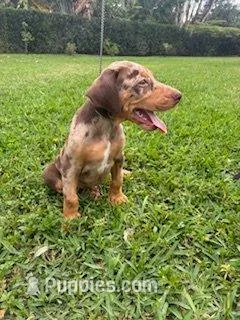 Puppy 1 Merle boy  – Doberman Pinscher puppy for sale in Hollywood, FL