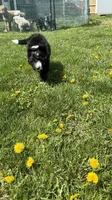 Whitney, a female Aussiedoodle and Miniature Bernedoodle for sale in Lima, OH – 3 of 3