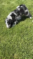Boone, a male Aussiedoodle and Miniature Bernedoodle for sale in Lima, OH – Photo 5 of 5