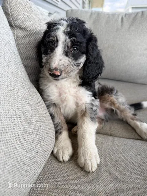 Boone – Aussiedoodle, Miniature Bernedoodle puppy for sale in Lima, OH