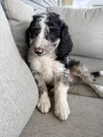 Boone, a male Aussiedoodle and Miniature Bernedoodle for sale in Lima, OH – Photo 1 of 2