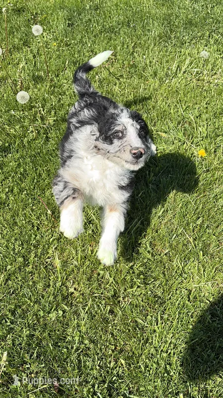 Boone – Aussiedoodle, Miniature Bernedoodle puppy for sale in Lima, OH
