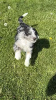 Boone, a male Aussiedoodle and Miniature Bernedoodle for sale in Lima, OH – Photo 3 of 5