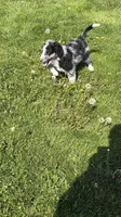 Boone, a male Aussiedoodle and Miniature Bernedoodle for sale in Lima, OH – Photo 4 of 5