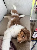 Bruno, a male Aussiedoodle and Miniature Bernedoodle for sale in Lima, OH – Photo 2 of 2