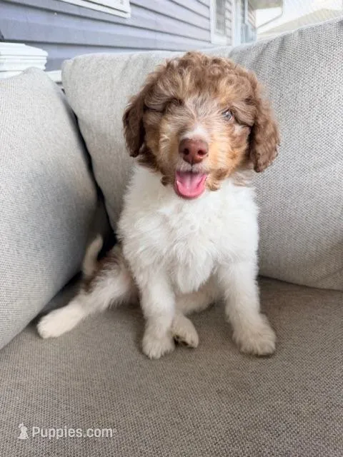 Bruno – Aussiedoodle, Miniature Bernedoodle puppy for sale in Lima, OH