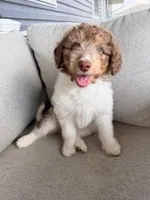 Bruno, a male Aussiedoodle and Miniature Bernedoodle for sale in Lima, OH – Photo 1 of 2