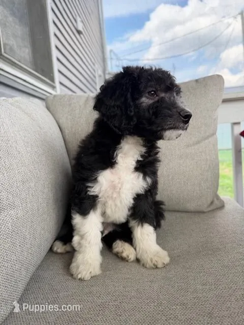 Elvis – Aussiedoodle, Miniature Bernedoodle puppy for sale in Lima, OH