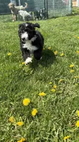 Whitney, a female Aussiedoodle and Miniature Bernedoodle for sale in Lima, OH – 2 of 3