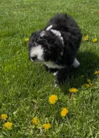Whitney, a female Aussiedoodle and Miniature Bernedoodle for sale in Lima, OH – Photo 2 of 2