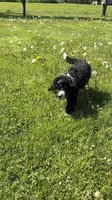 Whitney, a female Aussiedoodle and Miniature Bernedoodle for sale in Lima, OH – Photo 3 of 5