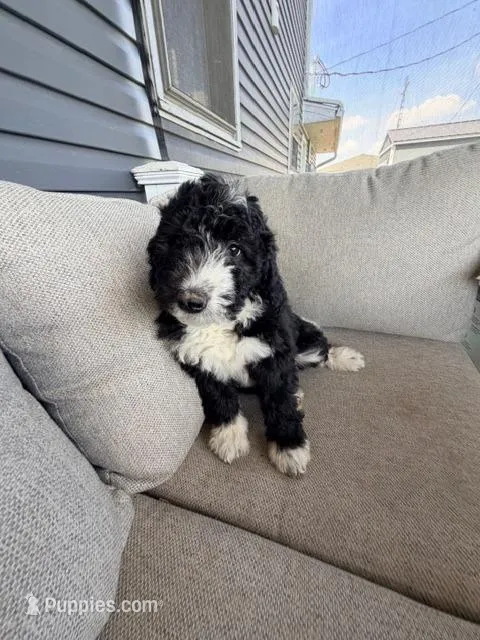 Whitney – Aussiedoodle, Miniature Bernedoodle puppy for sale in Lima, OH