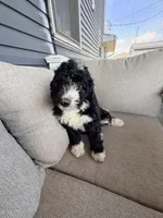 Whitney, a female Aussiedoodle and Miniature Bernedoodle for sale in Lima, OH – Photo 1 of 2