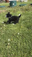 Whitney, a female Aussiedoodle and Miniature Bernedoodle for sale in Lima, OH – Photo 4 of 5