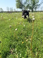Whitney, a female Aussiedoodle and Miniature Bernedoodle for sale in Lima, OH – Photo 5 of 5