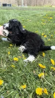 Whitney, a female Aussiedoodle and Miniature Bernedoodle for sale in Lima, OH – 1 of 3