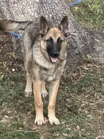 Titan, a male German Shepherd Dog for sale in Ocala, FL – Photo 2 of 2