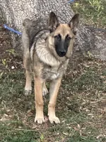 Titan, a male German Shepherd Dog for sale in Ocala, FL – Photo 1 of 2