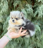 Blue, a male Pomeranian for sale in Woodburn, OR – 1 of 3